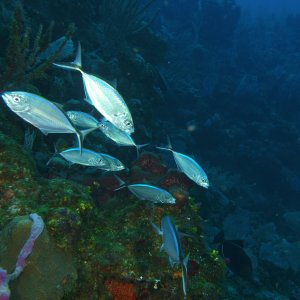 Silver fish