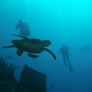 Swimming turtle