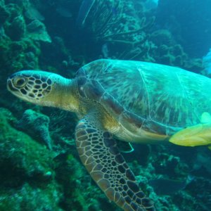 Turtle closeup