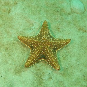 Starfish