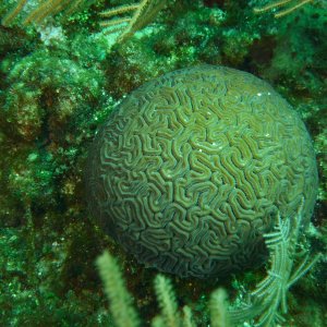 Brain coral