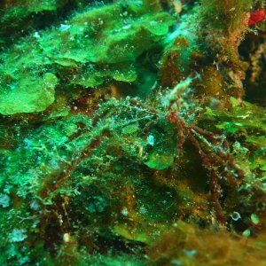 Hairy crab