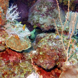 Eel in Pillar Coral