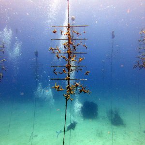 Coral restoration structure at Chloe's Fantasy