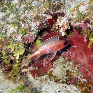 A fish in Fish Den