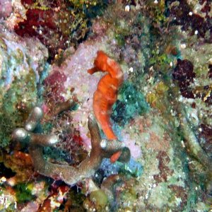 Seahorse!
