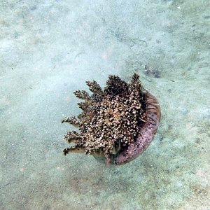 Cassiopea in the Blue Channel
