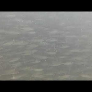 Fish bowl in the Blue Channel, Roatan on 11/15/2022
