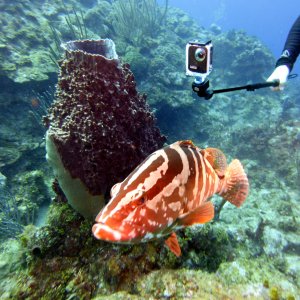 Small grouper in Pirate's Dream