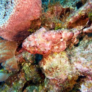 Frogfish in Pirate's Dream