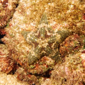 Starfish!