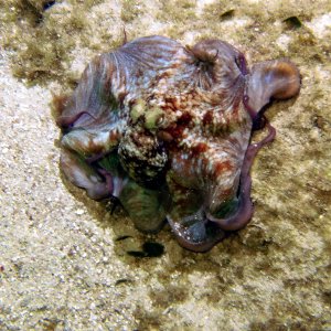 Octopus!