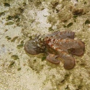 Octopus in the Overheat, Roatan