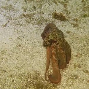 Octopus in the Overheat (again)