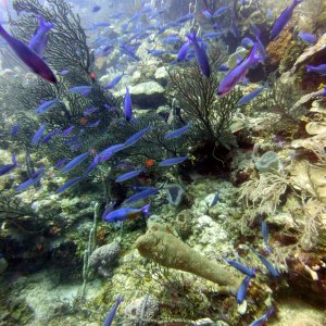 Fishies in Texas