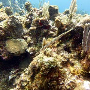Pipefish at the Aquarium