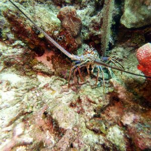 Lobster at Zig Zag