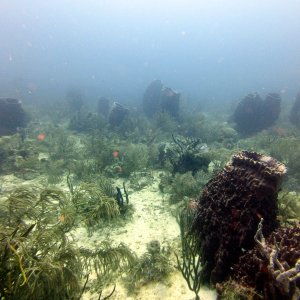 Giant barrel sponges in Texas
