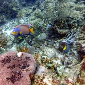 Fishies in Texas