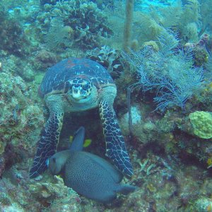 11 - Large turtle