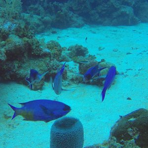 13 - Blue Tang