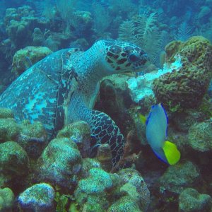 15 - Turtle