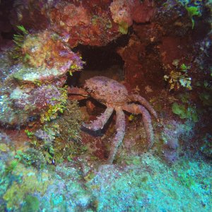 23 - Crab