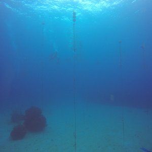 25 - Coral Restoration
