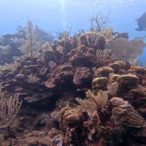 Scuba Diving "El Águila" in 4K! Roatán, Honduras - November 2022