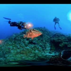 Scuba Diving "Pirate's Cove" in Roatán, Honduras in 360°! November 2022
