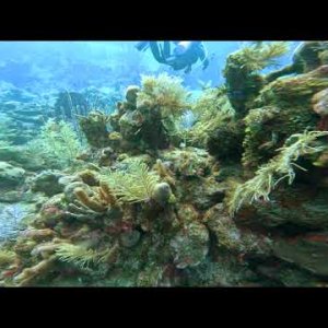 Scuba Diving "Pirate's Cove" in Roatán, Honduras in 4k! November 2022