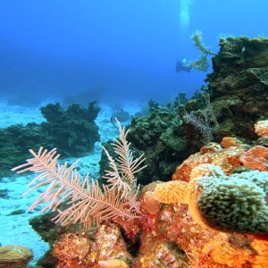 Scuba Diving "Chloe's Fantasy" in 4K! Roatán, Honduras - November 2022