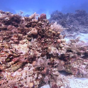 Scuba Diving "Stingray Alley" in Roatán, Honduras in 4K! November 2022