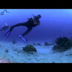 Scuba Diving at "Stingray Ally" in Roatán, Honduras in 360°! November 2022
