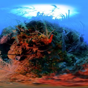 Turtle Crossing in 360 degrees