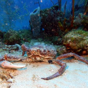 Crab at Stingray Reef