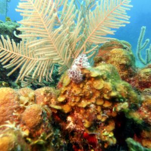 Christmas tree worm