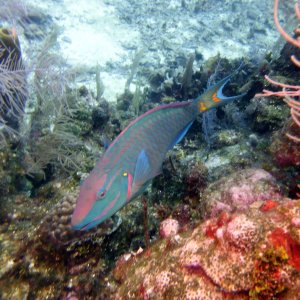 Parrotfish at Three Brothers