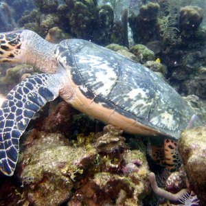 Turtle at Three Brothers munching on some coral