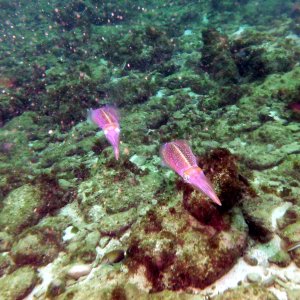Squid!