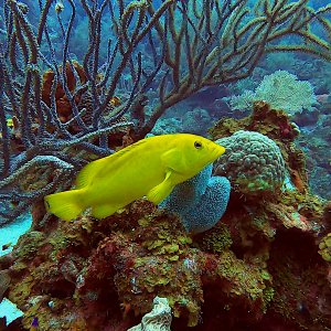 Yellow coney grouper