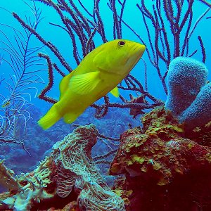 Yellow coney grouper