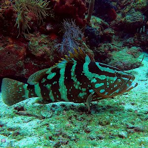 Nassau grouper