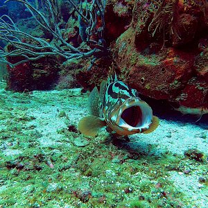 Nassau grouper
