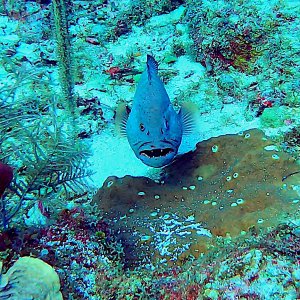 Tiger grouper