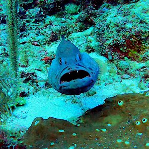 Tiger grouper