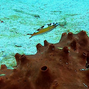 Tobaccofish