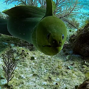 Green moray eel