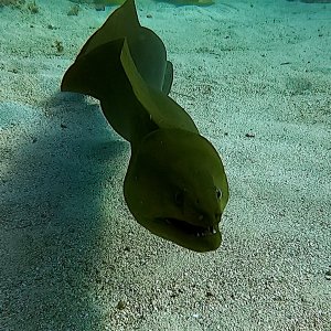 Green moray eel