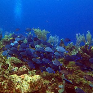 School of blue tang